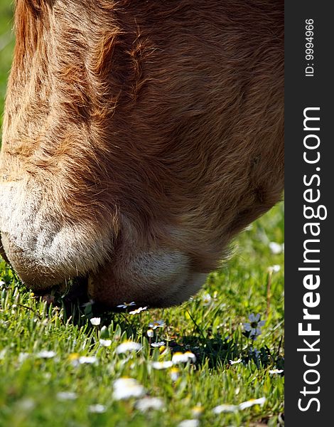 Brown cow eating the green grass.