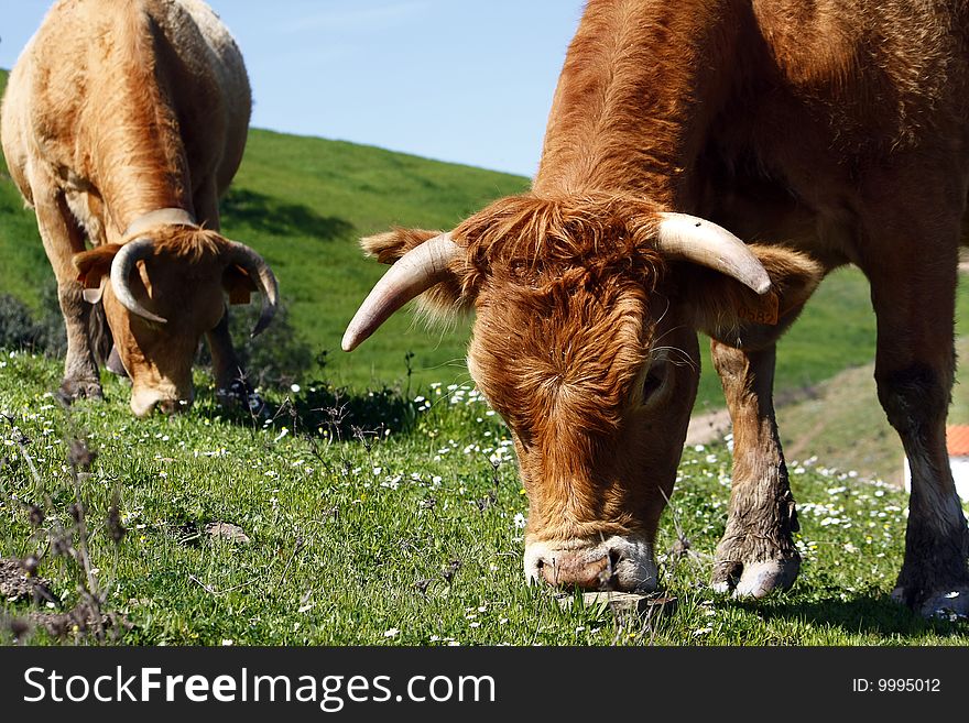 Two brown cows eating the green grass on the hills. Two brown cows eating the green grass on the hills.