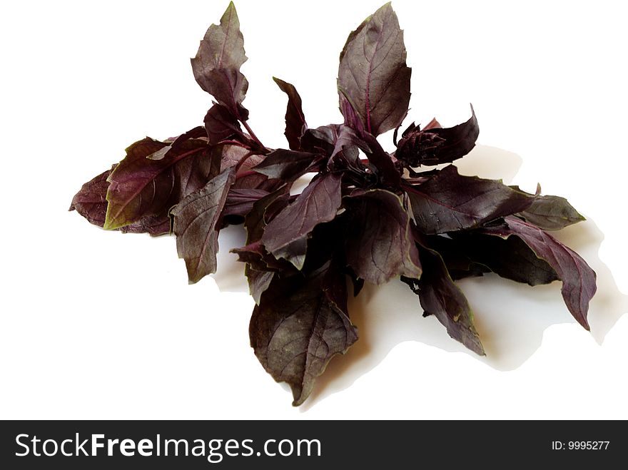 Fresh sprig of basil isolated on white background. Fresh sprig of basil isolated on white background