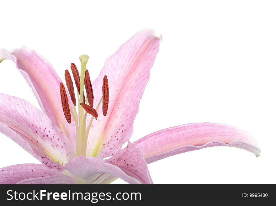 Pink Stargazer lily flower closeup