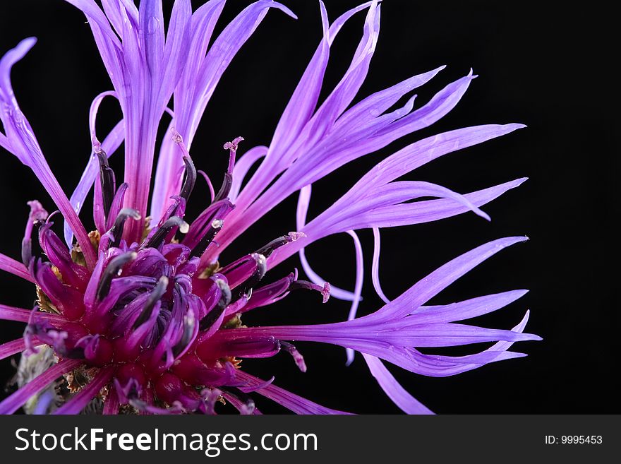 Purple flower closeup over black background