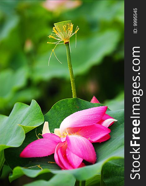 After raining, the petals of the lotus falled on to the leaves. After raining, the petals of the lotus falled on to the leaves.