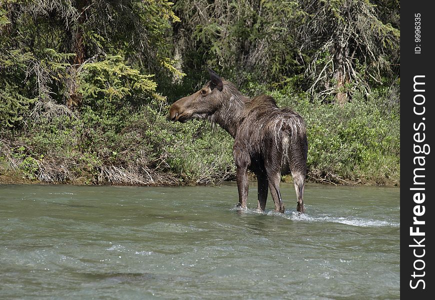 This female cow moose was crossing the river to get back to her twin calves on the other side. This female cow moose was crossing the river to get back to her twin calves on the other side.