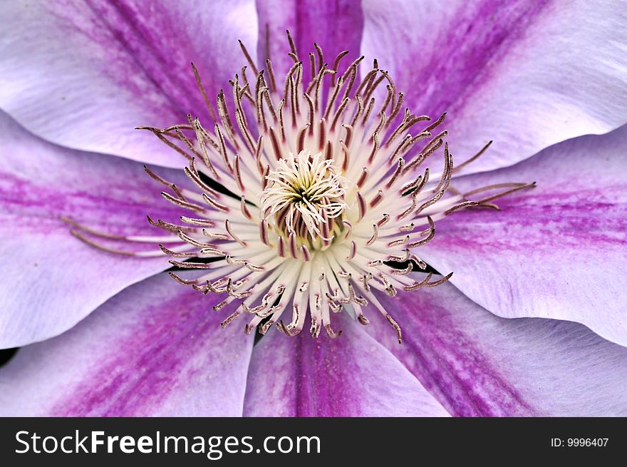 Extreme closeup picture of the clematis flower