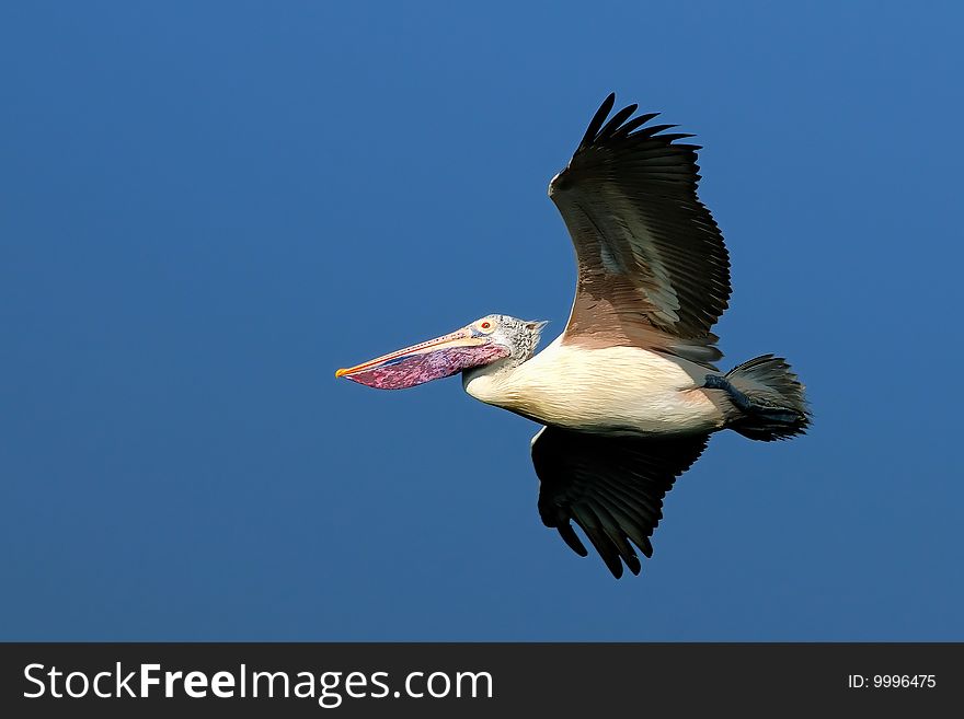 A pelican caught during its flight home. A pelican caught during its flight home