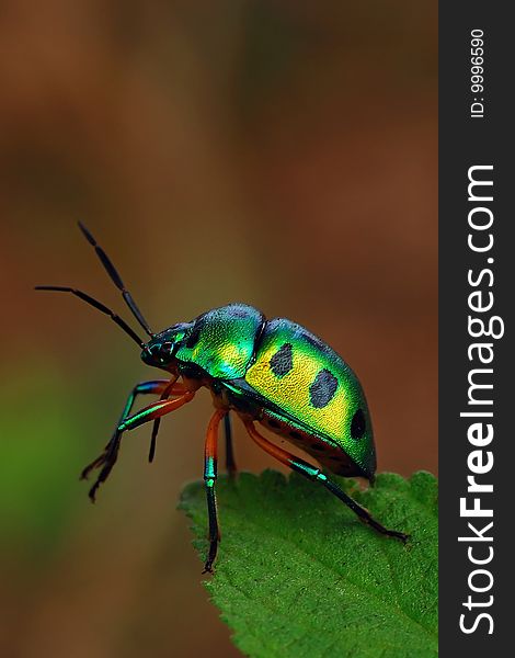 Jewel bug commonly found in the tropical continents