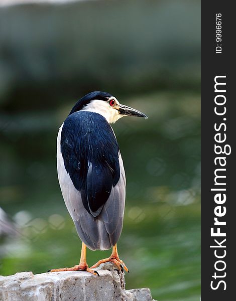 A cautious night heron sitting calmly at a local zoo