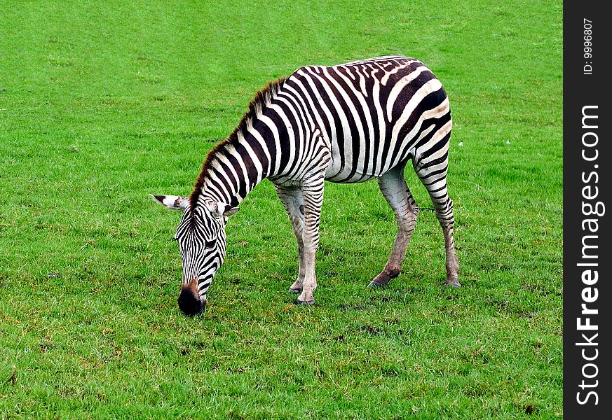 A beautiful zebra grazing on the grass