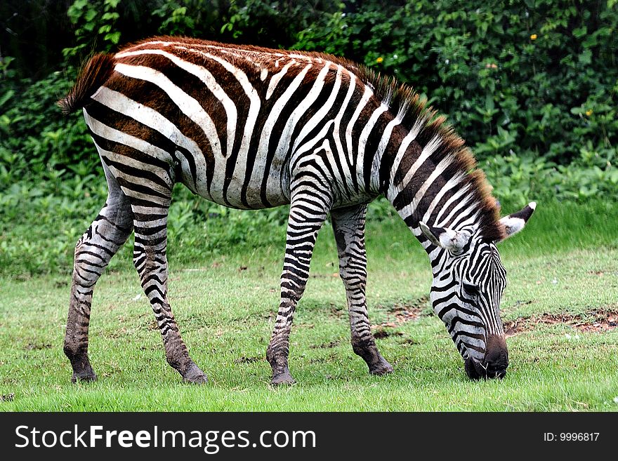 A beautiful zebra grazing on the grass