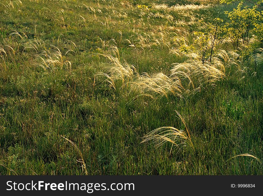 Botanical grass background on wind in sunny color. Botanical grass background on wind in sunny color