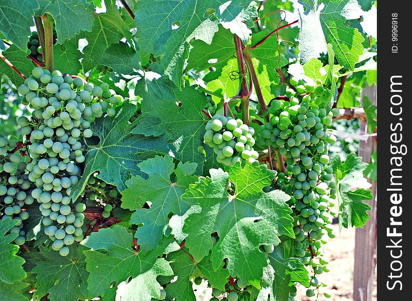 Green vine leaves and growing grapes background. Green vine leaves and growing grapes background