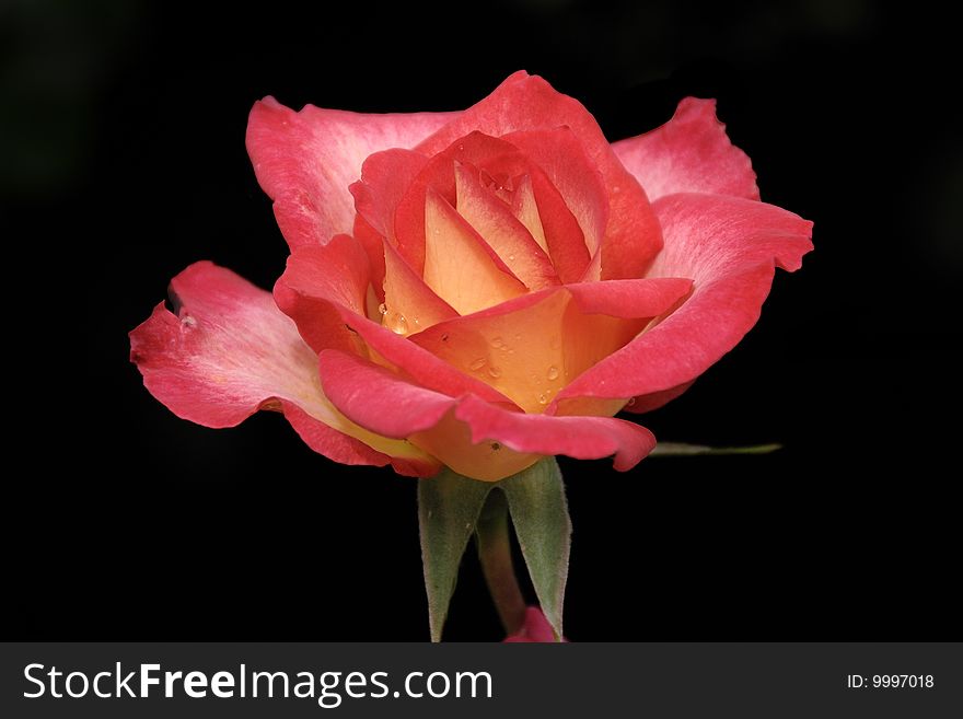 A pretty red rose with dew drops on a dark background