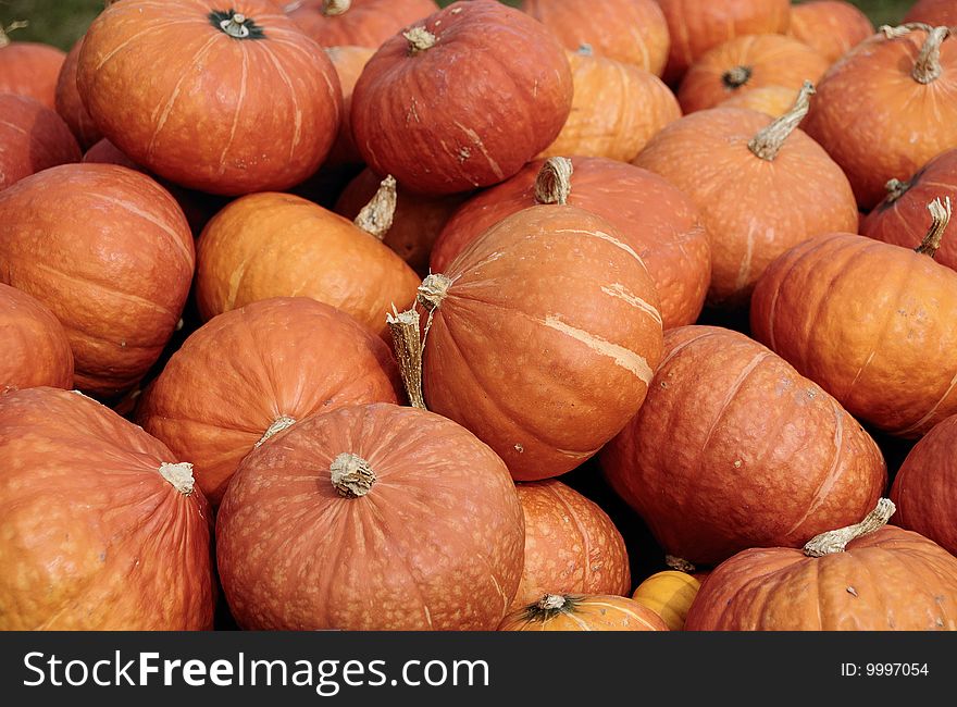 Freshly harvested pumpkins ready for sale at a local market
