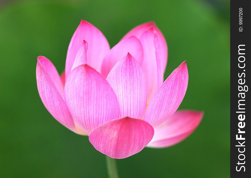 A lotus just blossoms with a leaf as background. It is shot by macro lens