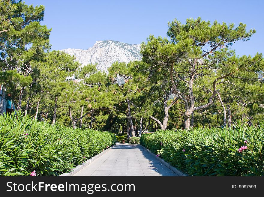 Boulevard, under the sun and the forest road