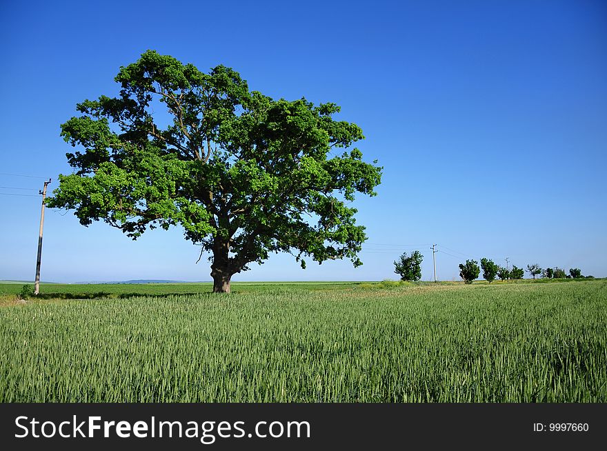 Big green tree and fresh field
