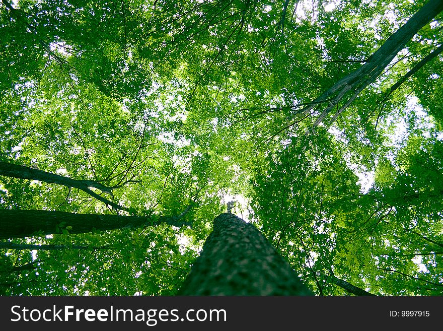 Sunlight in trees of green summer forest