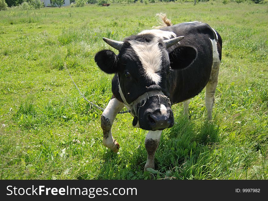 The cow is grazed on a meadow