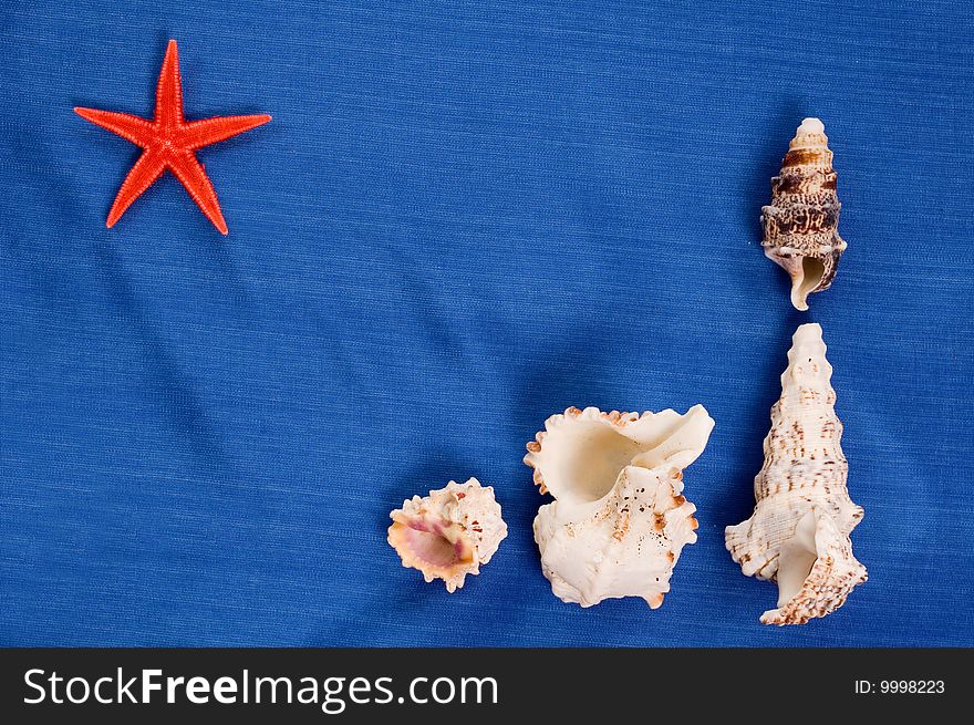 Decoration of seashells on blue backgrounds of textille, red starshell on up left corner