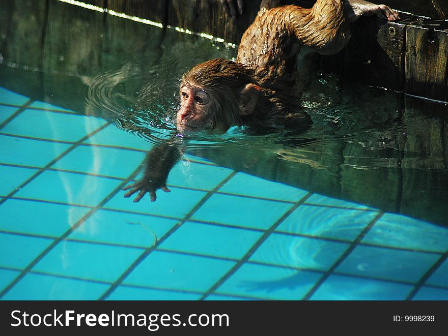 In hot summerï¼Œa little lovely monkey jump to the swimming pool to swim. In hot summerï¼Œa little lovely monkey jump to the swimming pool to swim