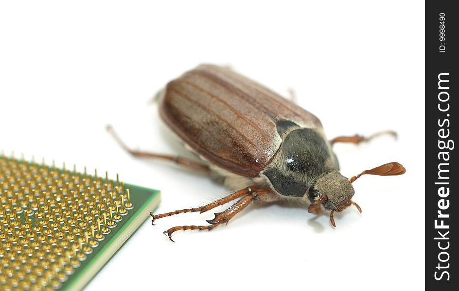 Microchip bug - large bug crawling by a  modern microprocessor chip