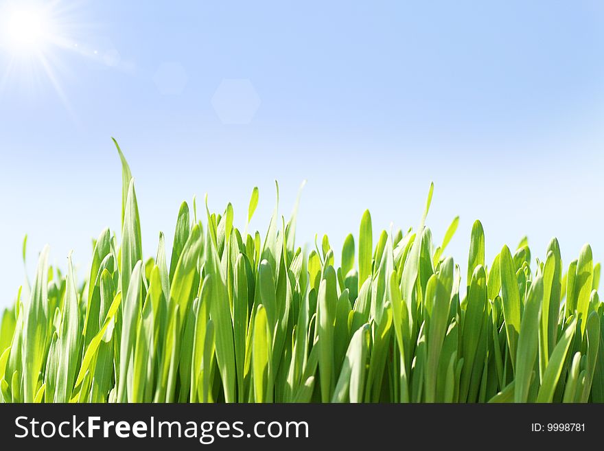 Green grass on a sky background