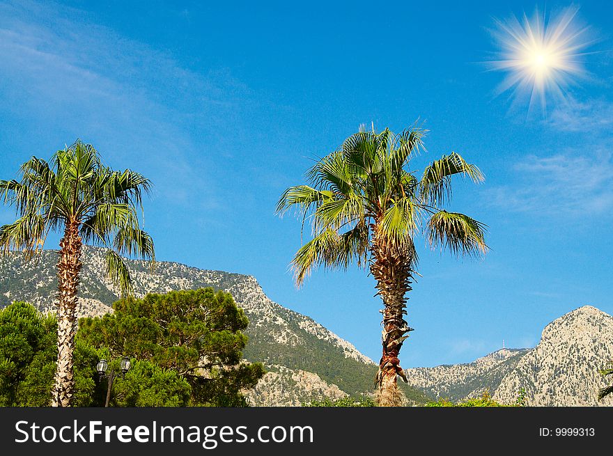 Wonderful palms in front majestic mountains. Wonderful palms in front majestic mountains.