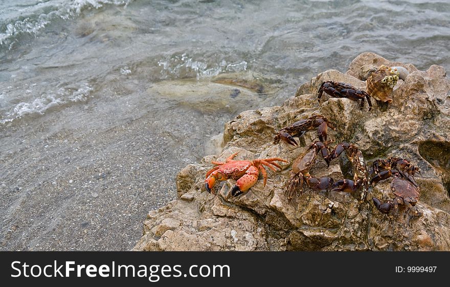 Marine crabs on a stone on a coast