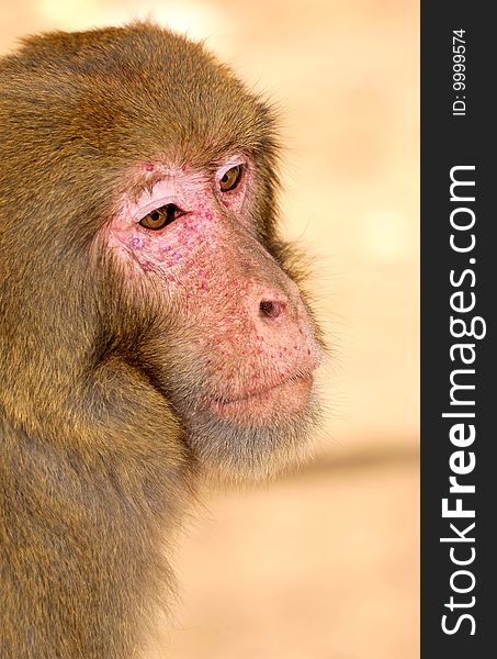 Closeup shot of monkey face.