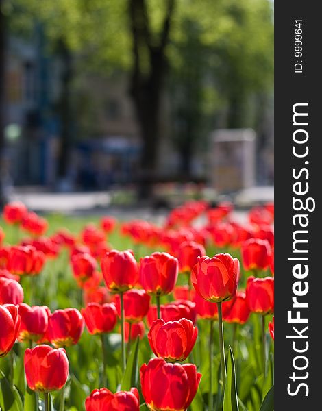 Field of beautiful red tulips with green leaf. Field of beautiful red tulips with green leaf