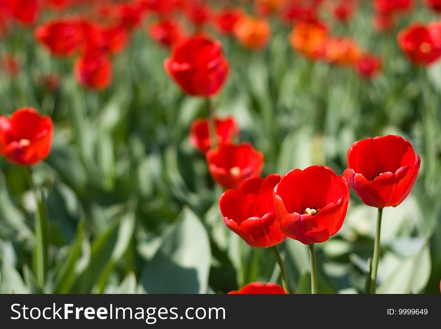 Red Tulips And Green Leaf