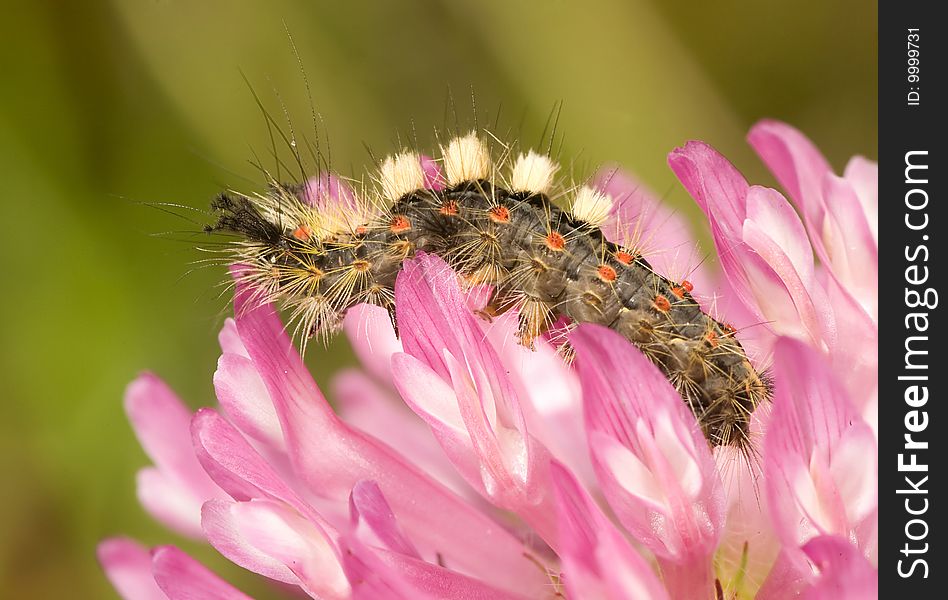 Single caterpillar on pink flower