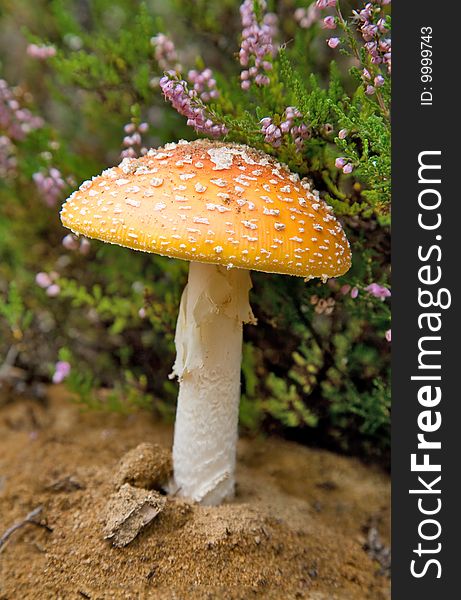 Orange single fly-agaric on pink and green background. Orange single fly-agaric on pink and green background