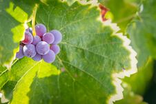 Vineyard With Lush, Ripe Wine Grapes On The Vine Ready To Harvest Royalty Free Stock Images
