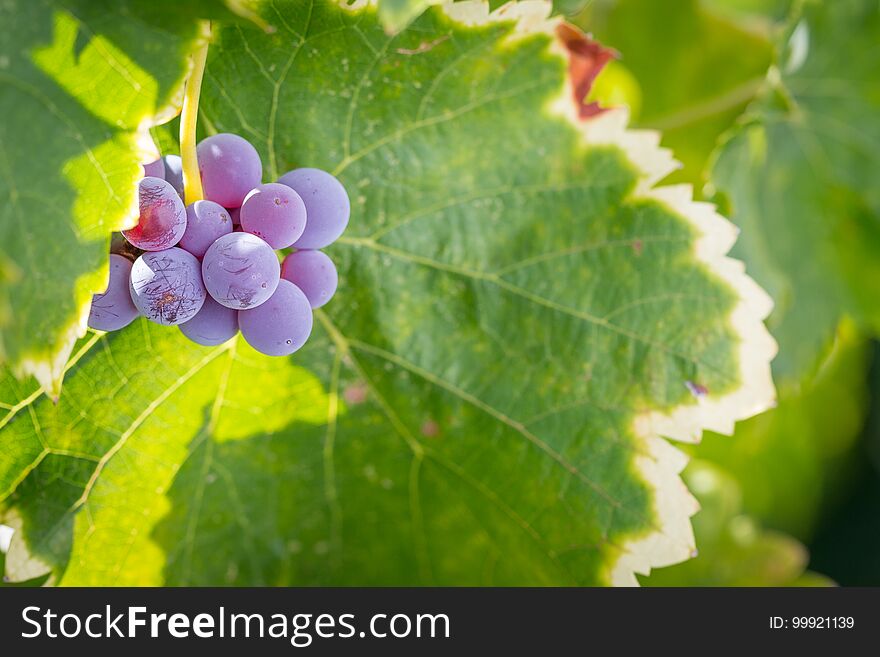 Vineyard with Lush, Ripe Wine Grapes on the Vine Ready to Harvest