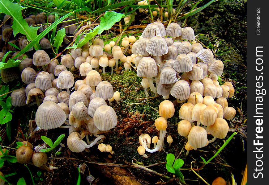 A Large Family Of Mushrooms Grew After The Rain.