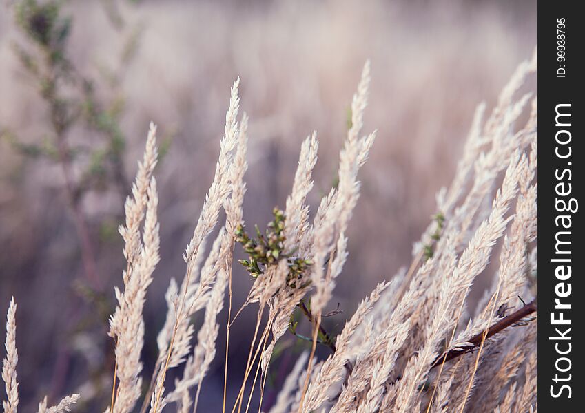 Close up of dry soft grass with in the early morning, Abstract natural backgrounds with beauty bokeh.