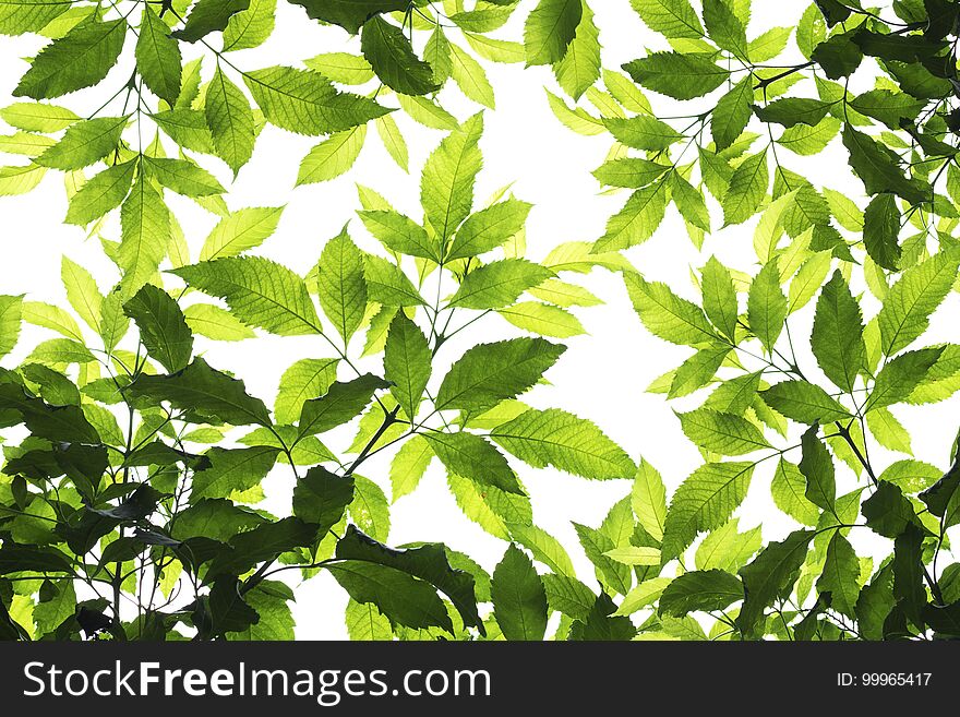 Beautiful Green leaf pattern background