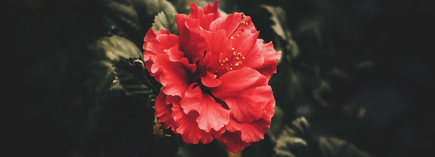 Red Petaled Flower