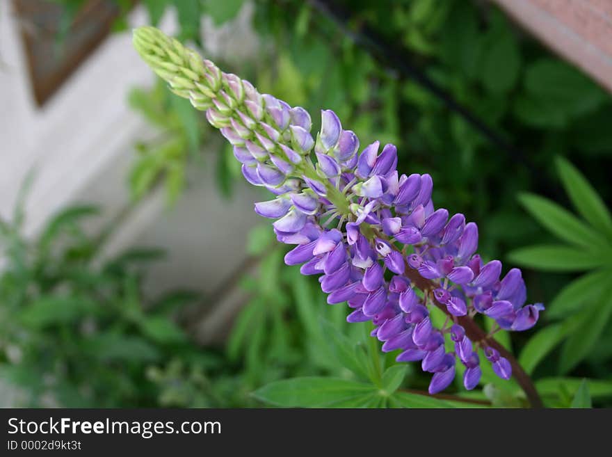 Lupin blooming in my garden. Lupin blooming in my garden