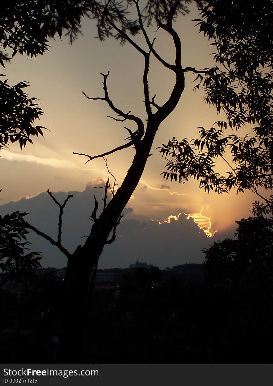 A stormy sunset through some trees with the silhouette of an old dead tree taking center stage. A stormy sunset through some trees with the silhouette of an old dead tree taking center stage.