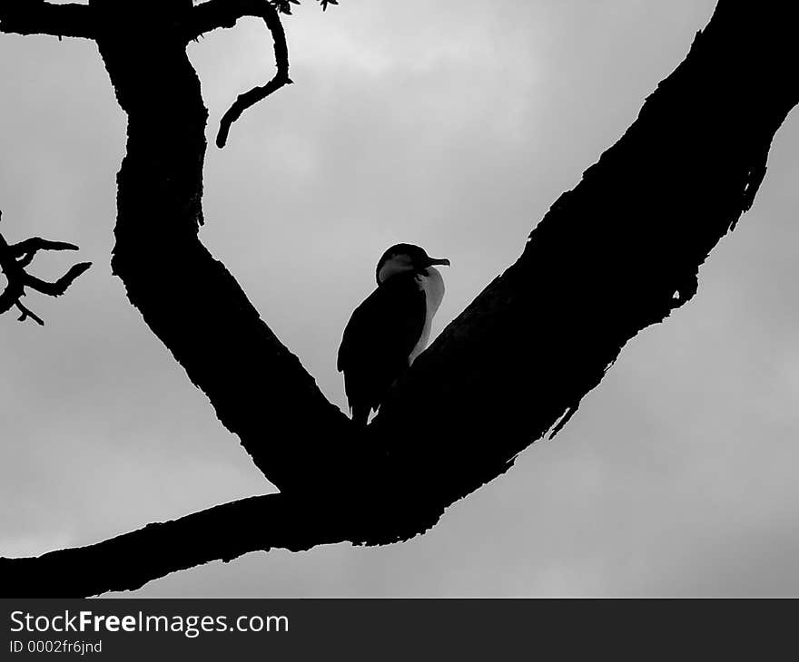 Cormorant. Cormorant