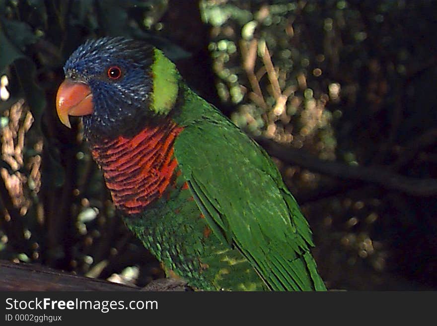 Close-up of a perched Lorikeet