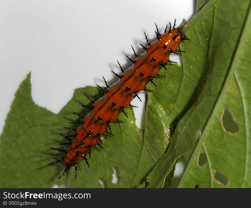 This caterpillars & his friends ate all the leaves off of my passion flower plant. This caterpillars & his friends ate all the leaves off of my passion flower plant.