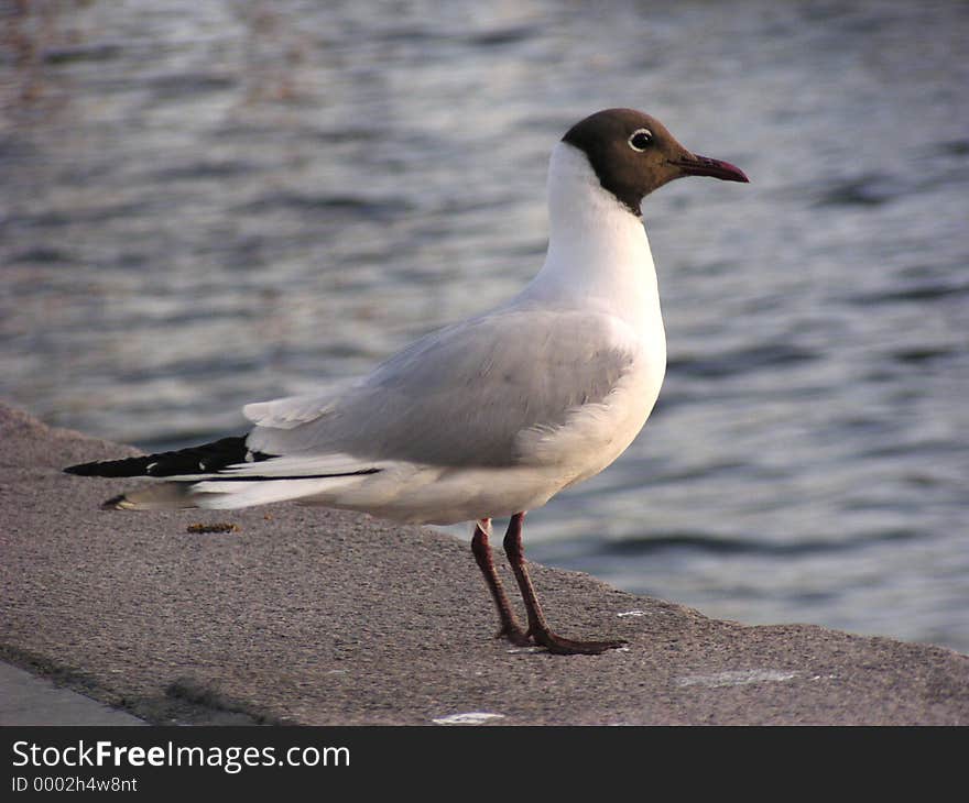 Hooded Gull (Norway)