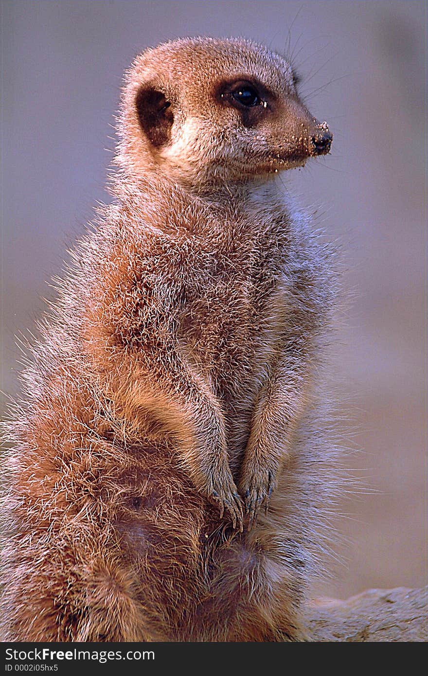 Meerkat pose