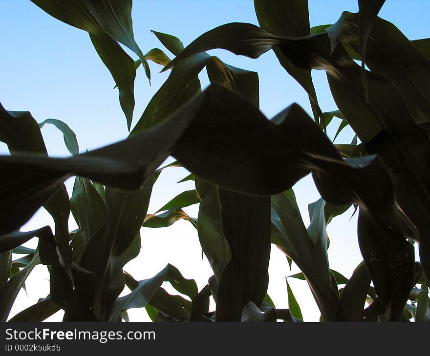 This photo was taken from a corn field in central Illinois. The time was early Summer just before the heavy rains. This photo was taken from a corn field in central Illinois. The time was early Summer just before the heavy rains.