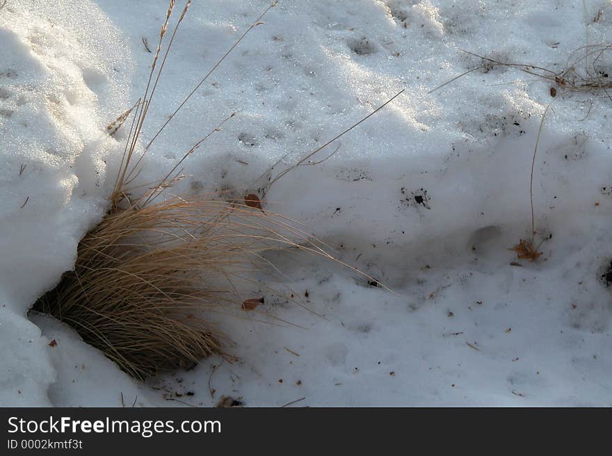 Winter grasses