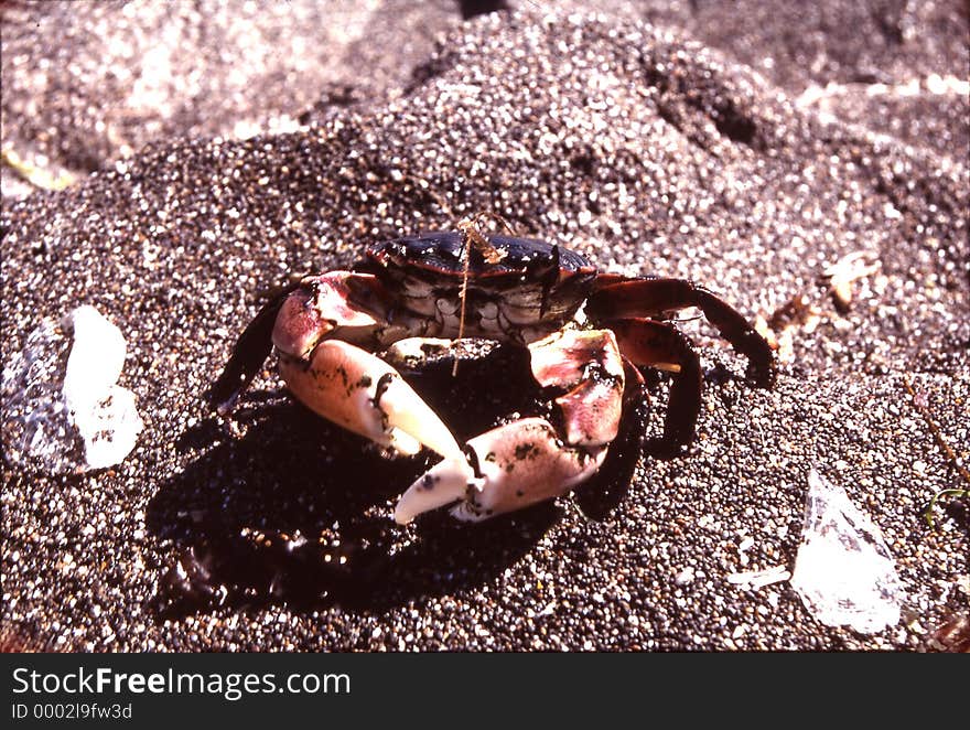 A crab walked up to us on the beach. He didn't seem to be scared. He later burried himself in the sand. Shot with Kodachrome 64 slide film and scaned from Negative.