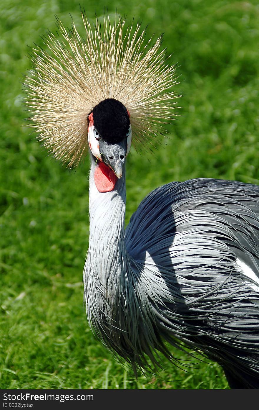 Great crested crane. Great crested crane